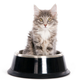 Illustration for article titled Cat Facial Recognition Food Dish Will Make Your Cat Stop Being a Jerk
